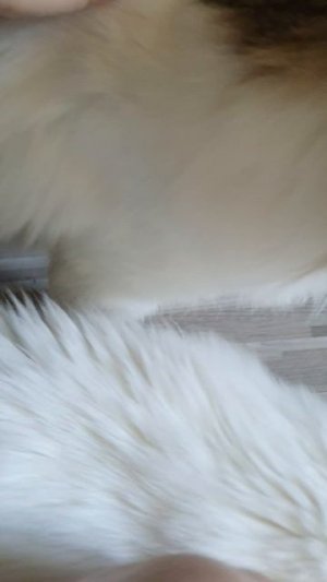КОТИКИ