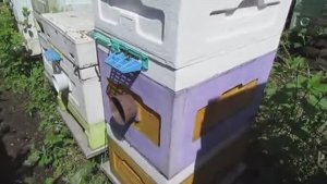 бакфаст на основе дальневосточных пчел, ставлю второй корпус и магазин под мед, 20.05.2026