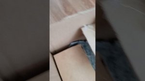 влог собачки ммлки