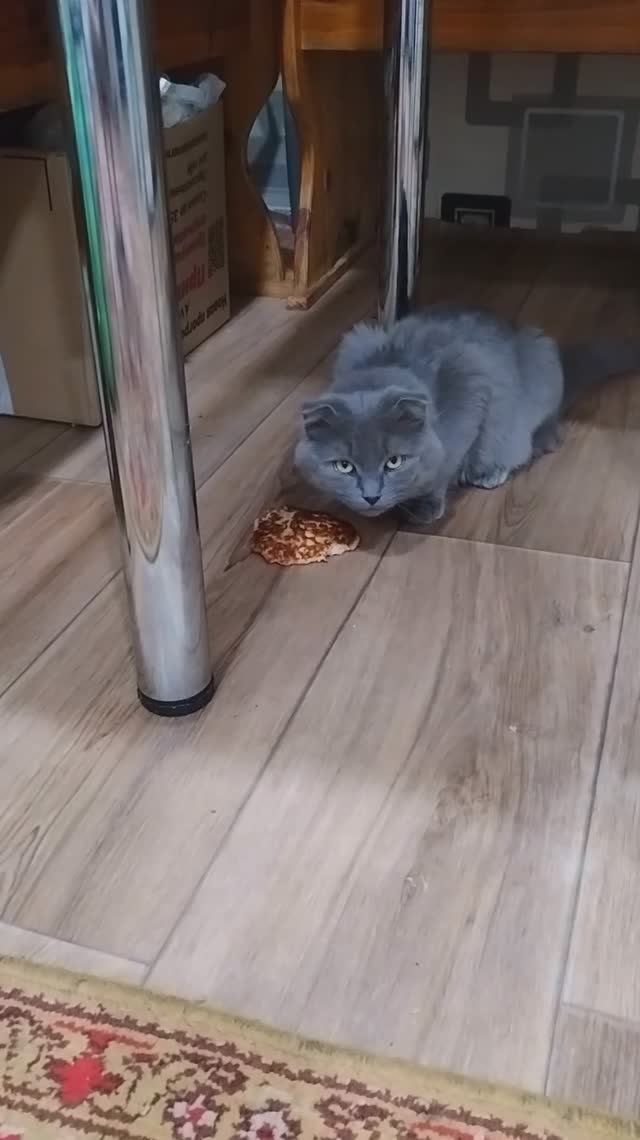 СТАЩИЛ ОЛАДУШЕК😻 смотреть онлайн
