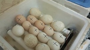 Из птичника делаю парник. Отделила кур. Инкубация продолжается- жду Полтавскую глинистую.