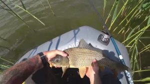 Ловлю БЕЛОГО АМУРА на КАМЫШ🌾🌾🌾