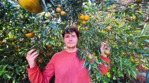 Счастливые из Аляски - Делаем джем из Парагвайского мандарина-поездка в Мага