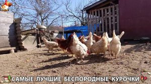 Курочки дворовые селяночки лучшие беспородные несушки 🥚 (12)
