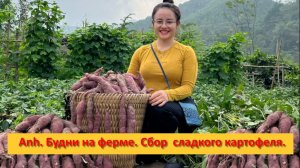 Anh Bushcraft. Будни на ферме .Сбор  сладкого картофеля и продажа.