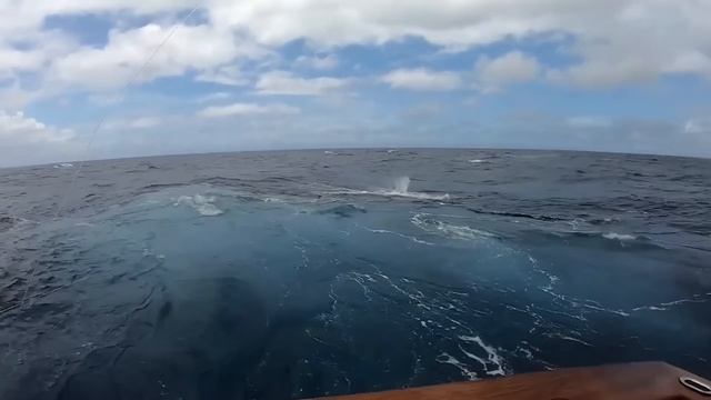 Самые Невероятные Случаи в Море, Снятые на Камеру