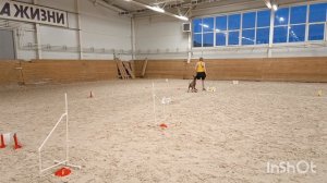 Дебют. Пасынкова Евгения и Ксоло Бетти. Кубок Панды 2026 по ралли обидиенс онлайн