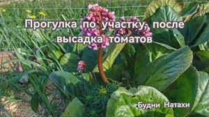 Певый покос травы. Довысадила Томаты. Прогулка по участку😊🌷