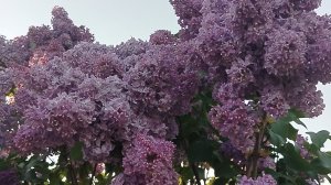 Расскажу и покажу😜 всё 21-05-2026