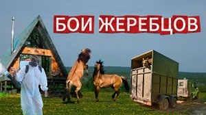 А-ФРЕЙМ ДЛЯ ВАС | ДОСТАВИЛ ЖЕРЕБЦОВ | УДАЛИЛ КОМАРОВ