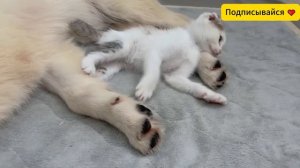 Золотистый Ретривер Помог Испуганному Котёнку 💔 Самая Трогательная История