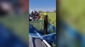 Лягушка 80 мм 25 гр №6 от Mr. Musurok в деле по змееголову 🎣
