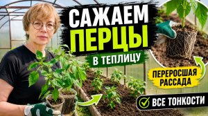 Посадка рассады перца в теплицу