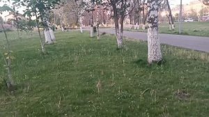 ИВАН КУЧИН **БОЛЬ**ЭТУ ПЕСНЮ ПОСЛУШАТЬ НАДО.. СО МНОЙ ПО АЛЛЕЕ... МИМО БЕРЁЗ. СОЛНЦЕ☀ ВСЕГДА СО МНОЙ