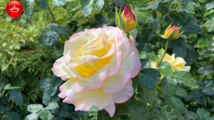 🌺Парк Галицкого в Розах и Родендронах показываем что цветет.