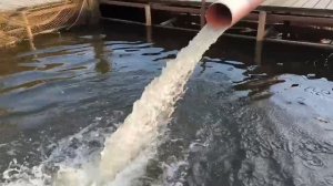 зарыбление