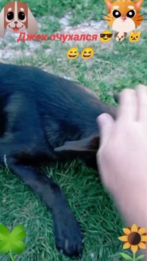 Дже очухался-1🐶🐱🙂