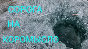 СОРОГА НА КОРОМЫСЛО