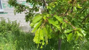 Загадочное насекомое уничтожает листья на черешне