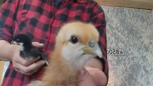 21-05-2026 обзор цыплят 🐤