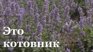 В центре Луганска высадили котовник
