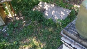 « Подмолодим « и продолжаем охоту  на шершней .