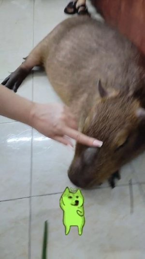 капибара