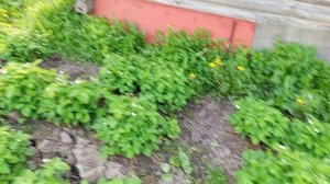 САД И ОГОРОД.  Посадки земляники.