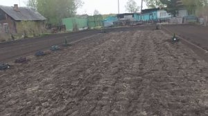 Покрасили полы во дворе, посадили газон, картофель, вьюн, тут и гортензии