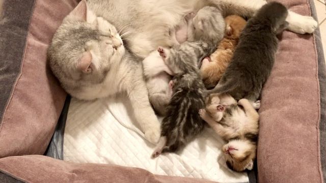 Котятам 8 дней.