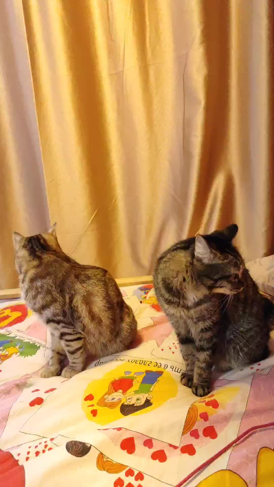 #кошки смотреть онлайн