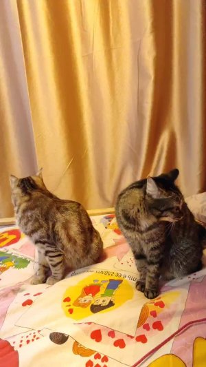 #кошки