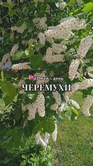 21 мая - день Черёмухи. Черемуха - символ нежности молодости, чистоты и любви.
