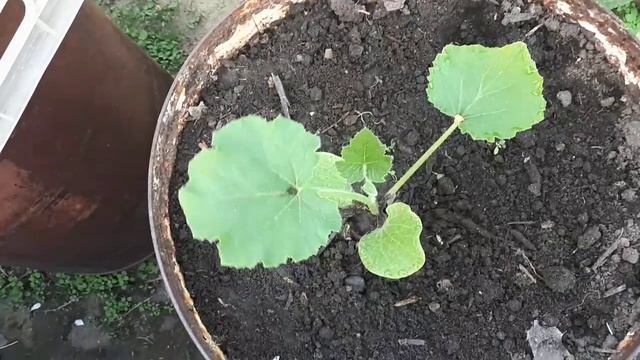 2476.  Рассада кабачков,тыквы через ночь после высадки.