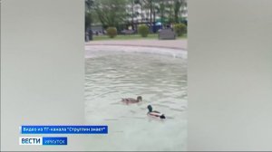 Пара уток повадилась отдыхать в фонтане сквера имени Кирова в Иркутске