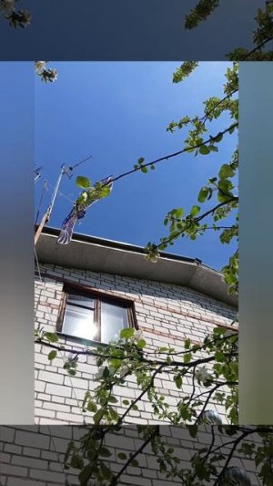 Отличная защита сада от дроздов👍