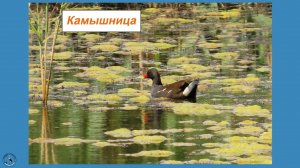 Камышница плывет и перелетает