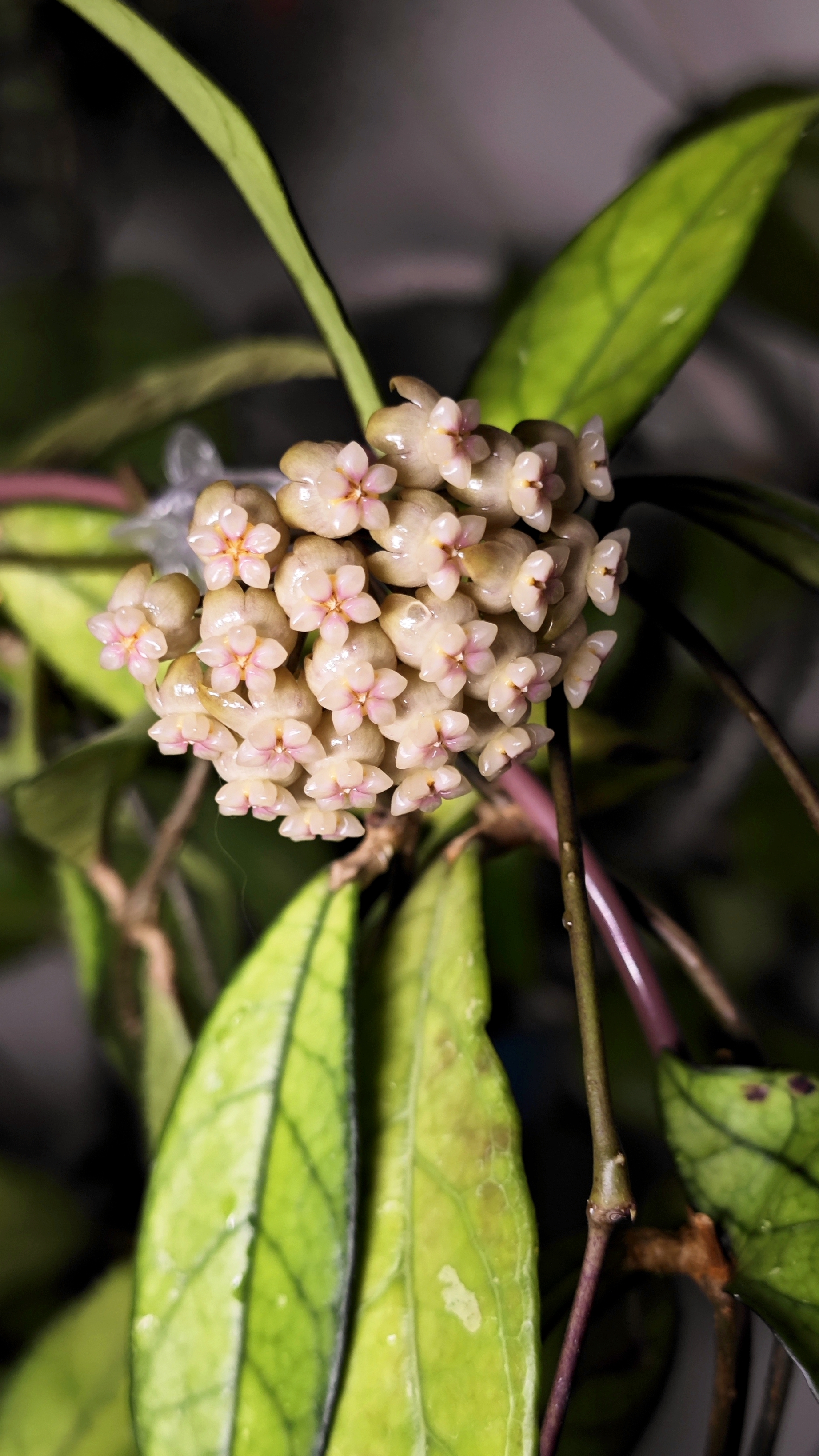 Hoya hainanensis смотреть онлайн