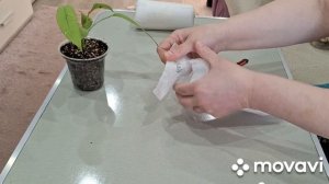 ПРСЫЛКА С НОВЫМИ РАСТЕНИЯМИ!!!КОМНАТНЫЕ РАСТЕНИЯ(ЦВЕТЫ).