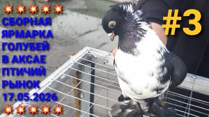 💥💥💥 Сборная? ярмарка голубей в Аксае. Птичий рынок 17.05.26. Часть 3.