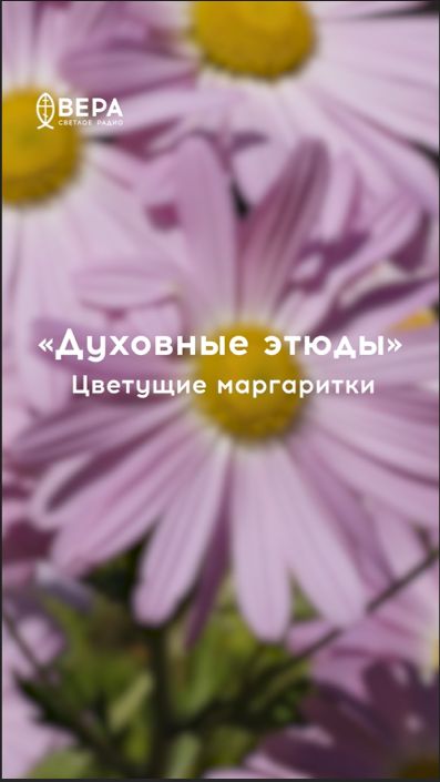 Маргаритки учат бодрости