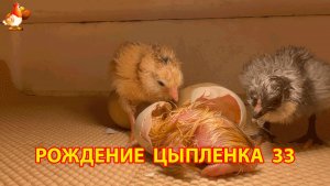 Вылупление цыпленка из яйца в инкубаторе версия 33