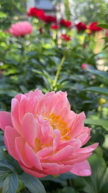 Корал Шарм 🌸 когда слова излишни… смотреть онлайн