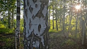 Лес