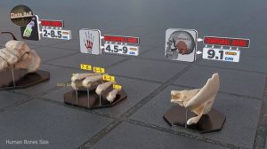 Сравнение размеров человеческих костей в 3D-формате