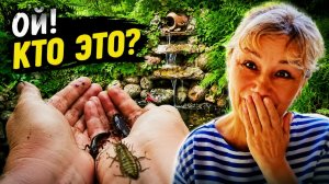 Дачный пруд - весенний уход. Почему нет комаров, почему вода не цветёт. Новая песня о даче