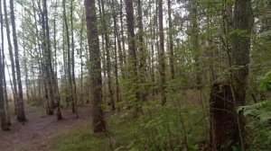 Чудесное место пос. Лосево и река Вуокса