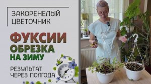 Фуксии: обрезка на зиму и результат спустя полгода. Есть ли смысл тратить время?