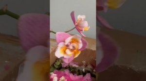Новая поставка из Китая. Орхидей