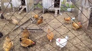 21-05-2026 Кормушка для коз / земля из под кур / не нравится - не смотри.
